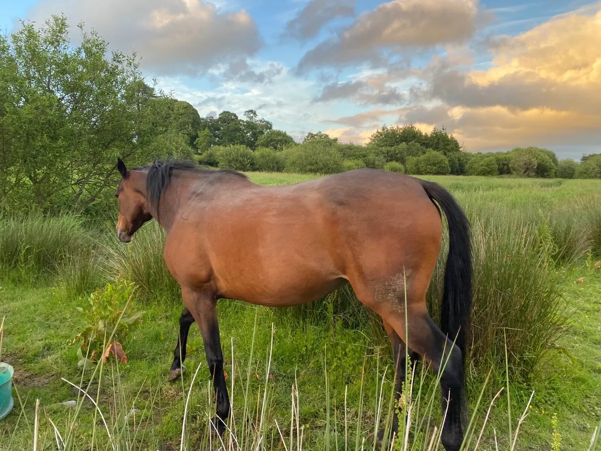 TB CALIFET BAY MARE IN FOAL TO CONNEMARA - Image 2