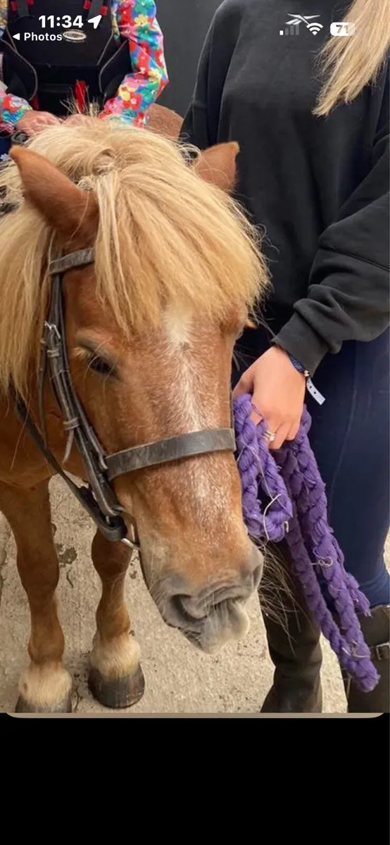 Shetland ponies x 2 - Image 1