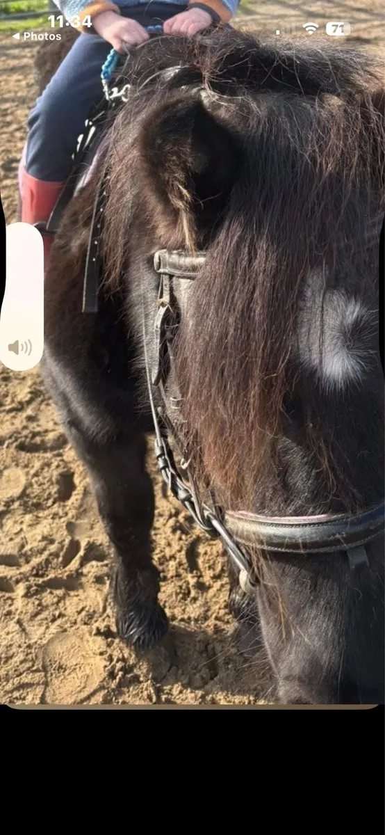 Shetland ponies x 2 - Image 2
