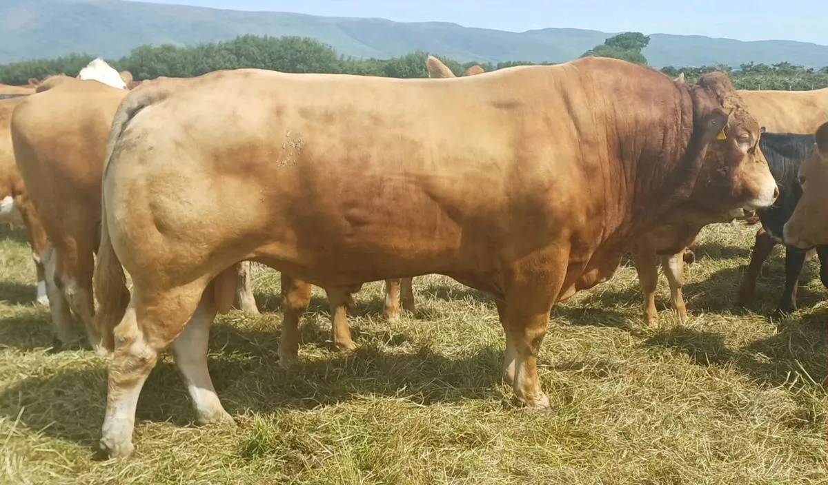 PBR Limousin Bull - Image 2