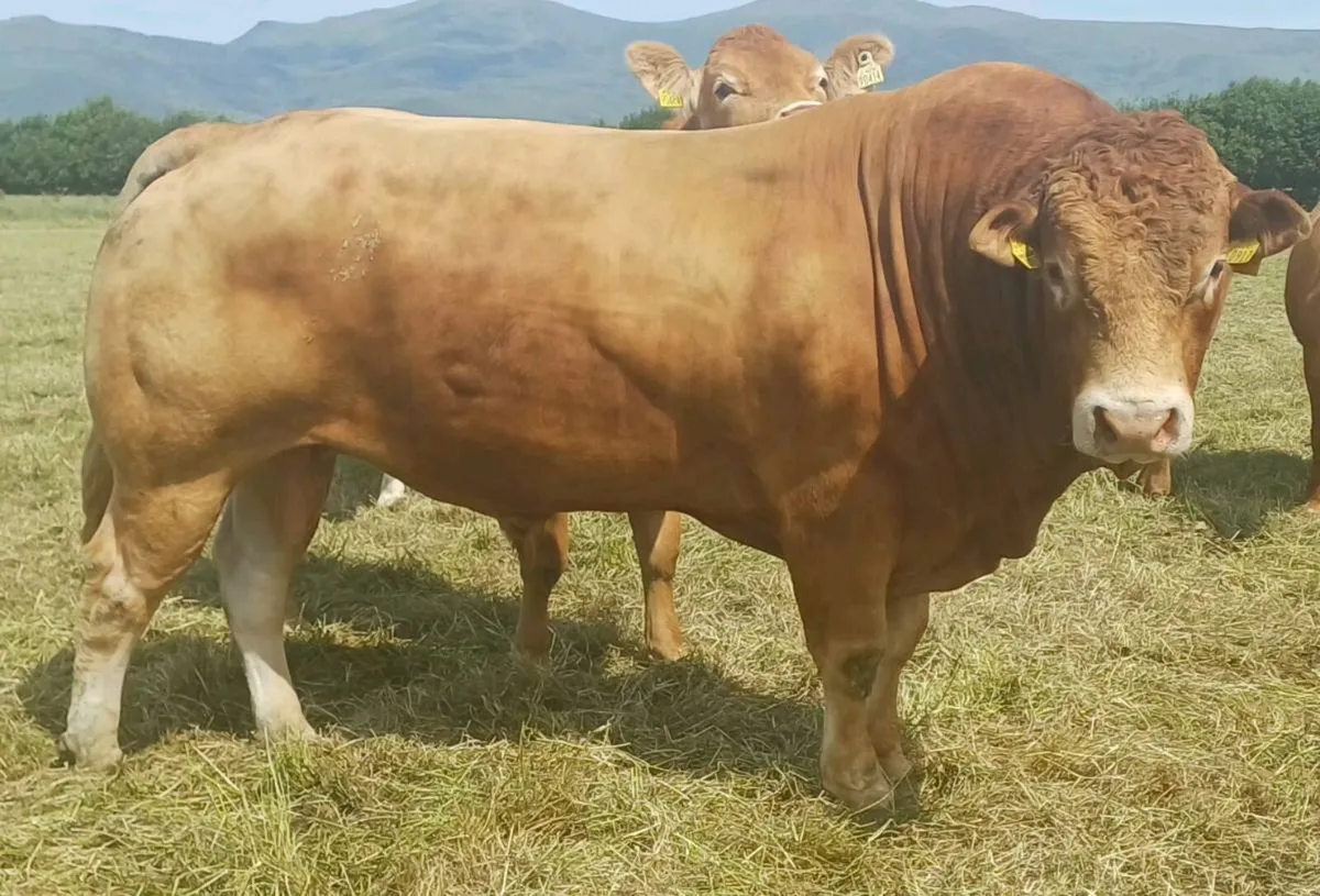 PBR Limousin Bull - Image 1