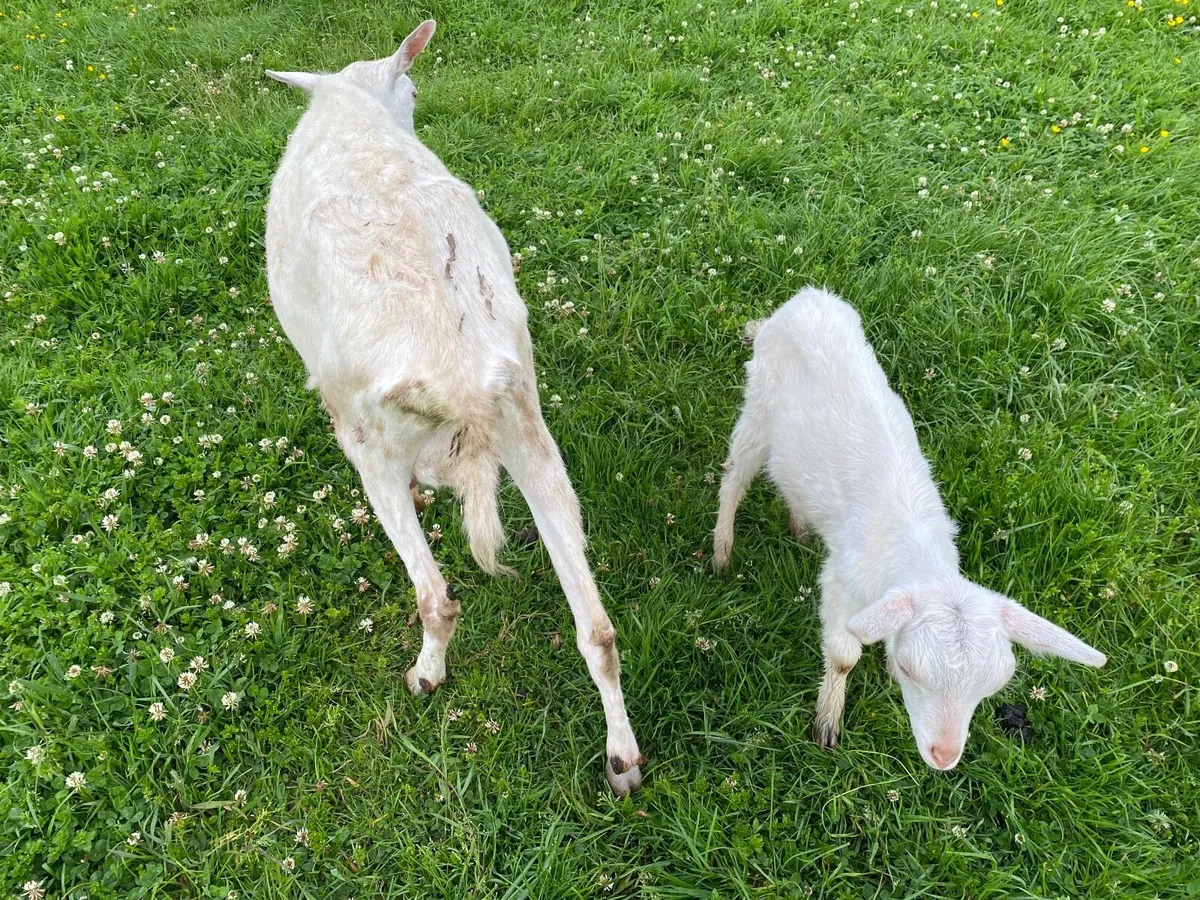 WHITE MILKING GOATS & KIDS FOR SALE BRITISH SAANEN - Image 2