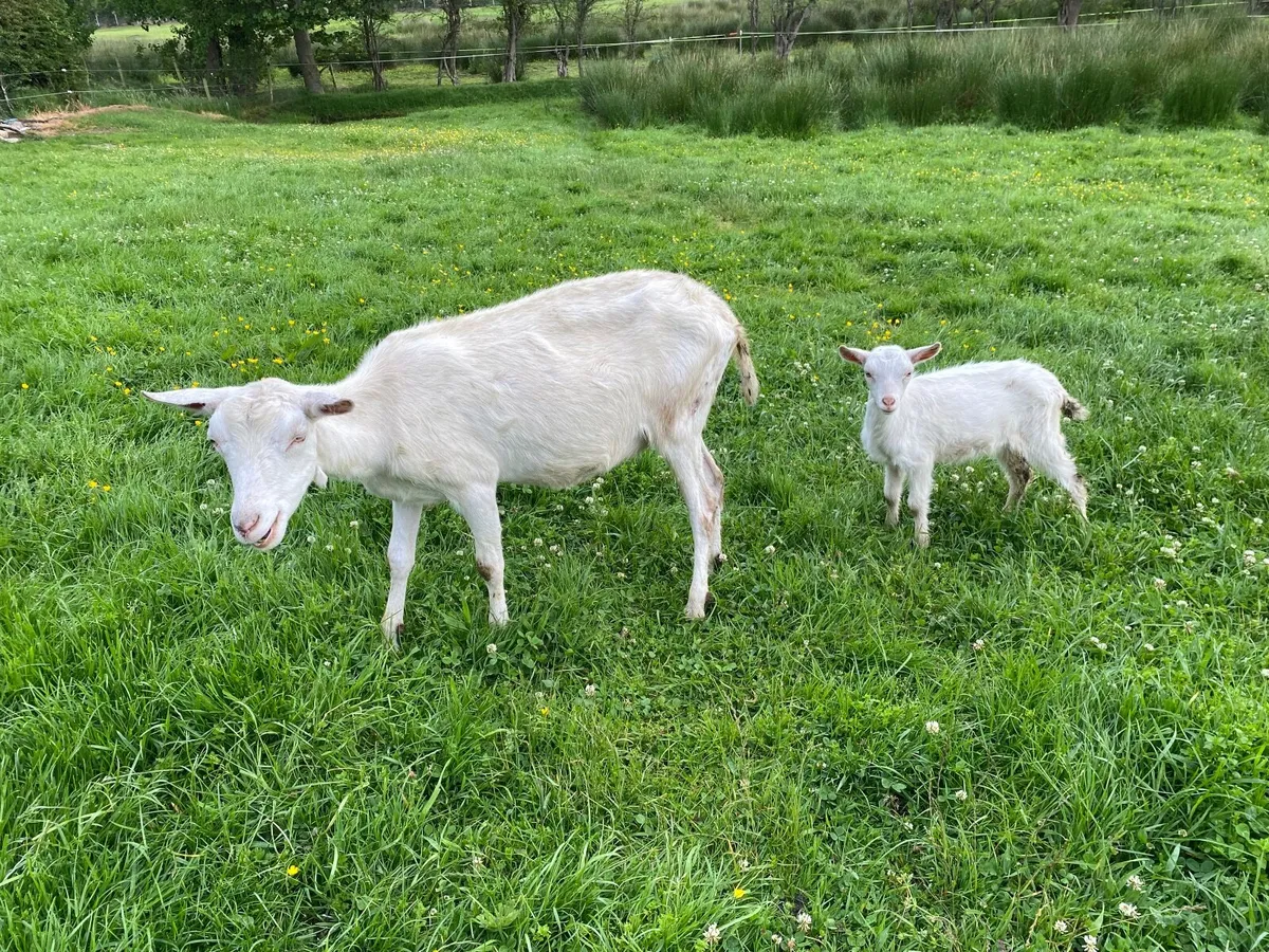 WHITE MILKING GOATS & KIDS FOR SALE BRITISH SAANEN - Image 3