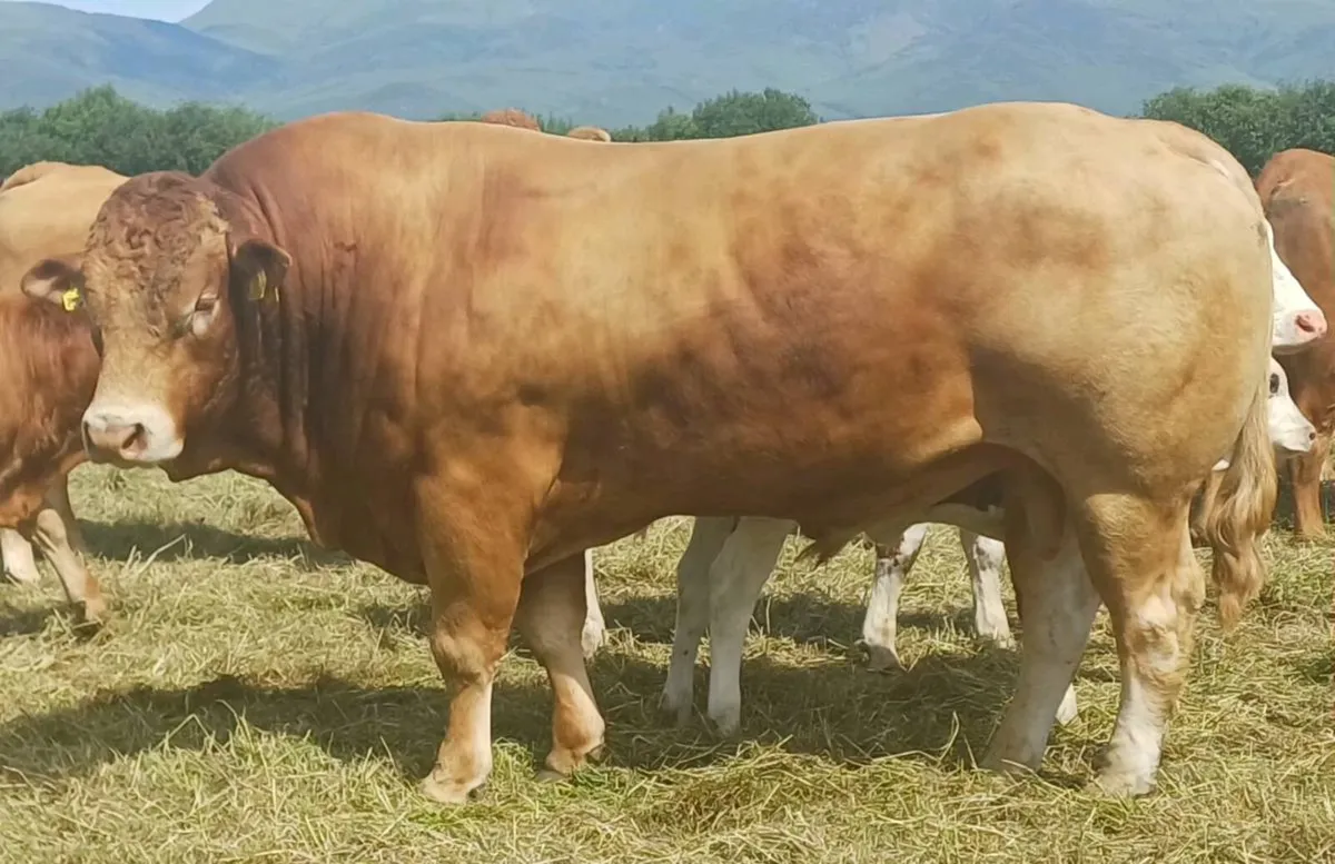 PBR Limousin Bull - Image 3