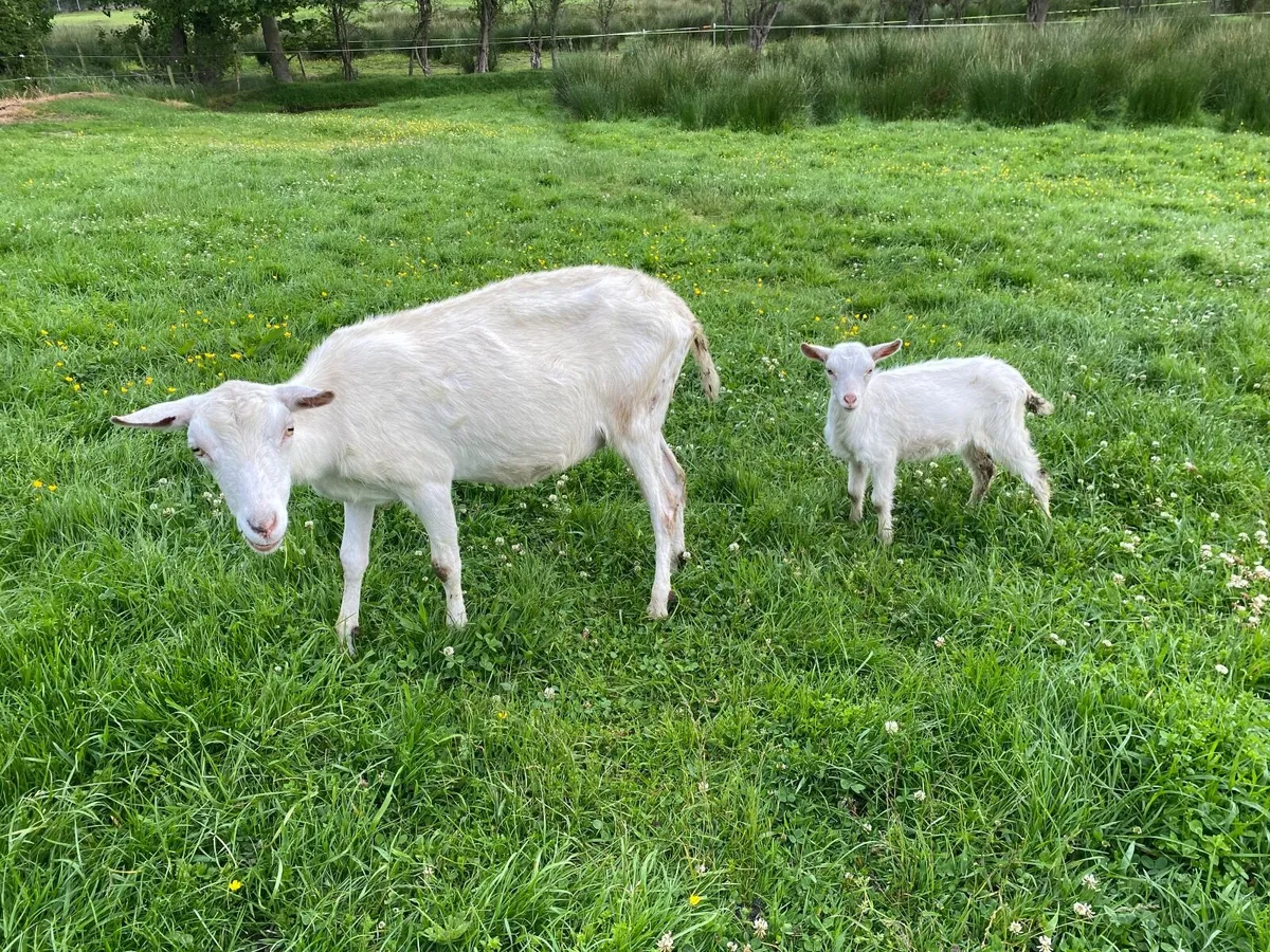 WHITE MILKING GOATS & KIDS FOR SALE BRITISH SAANEN - Image 4