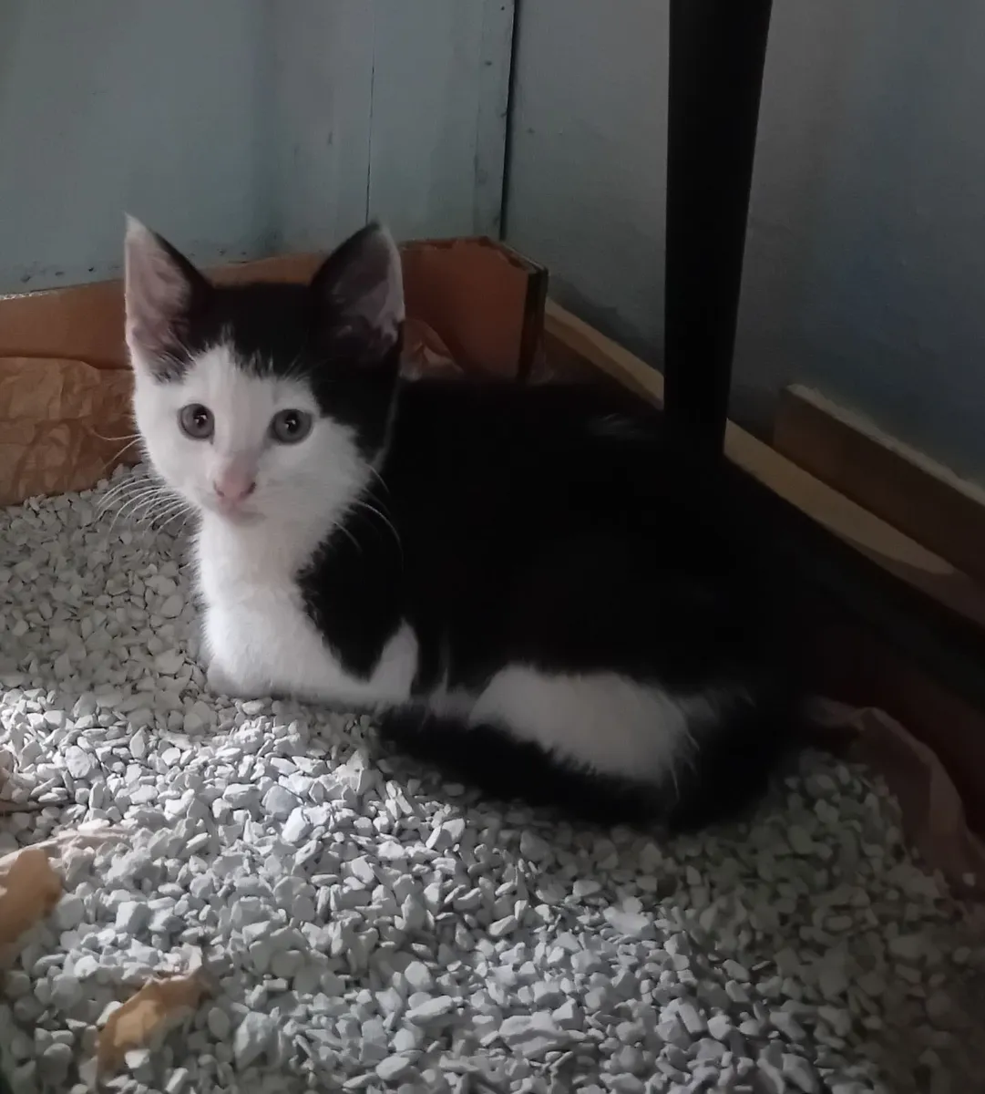 Kittens - Image 1