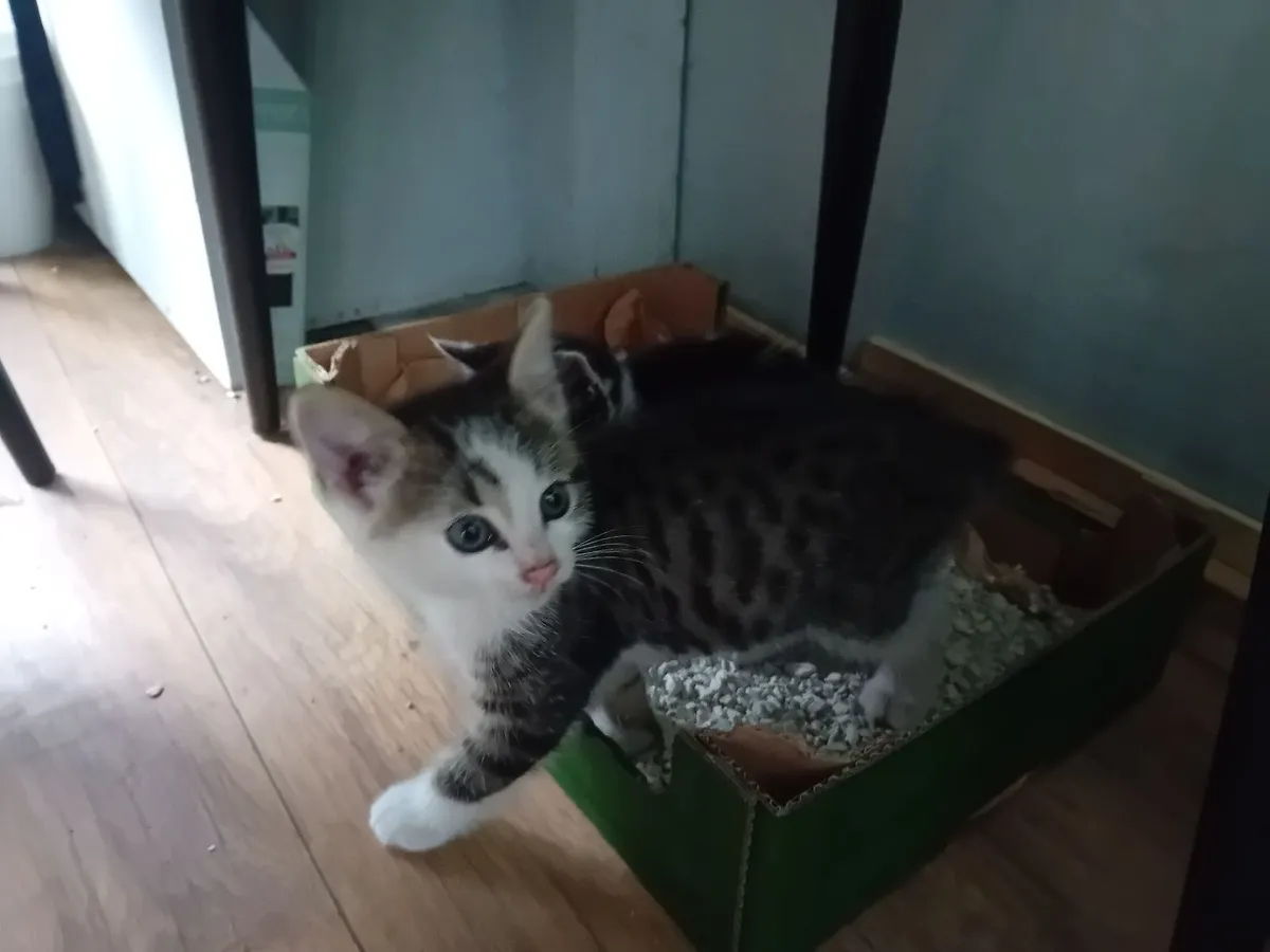 Kittens - Image 2