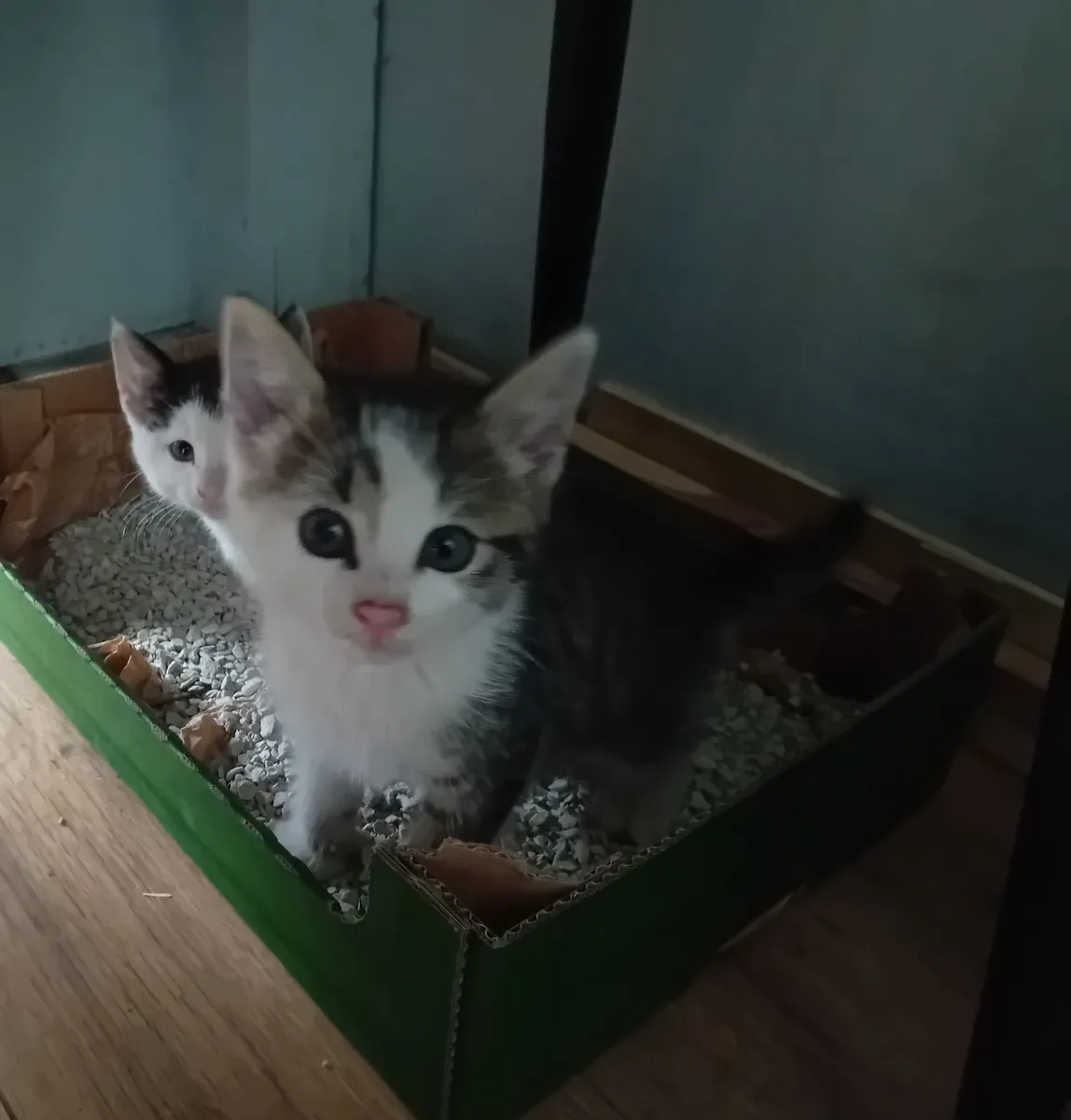 Kittens - Image 3