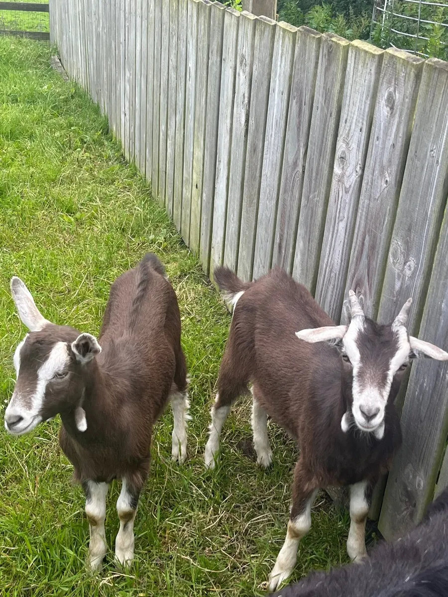 NICE WETHERED CASTRATED MALE KID GOATS WELL MARKED - Image 2