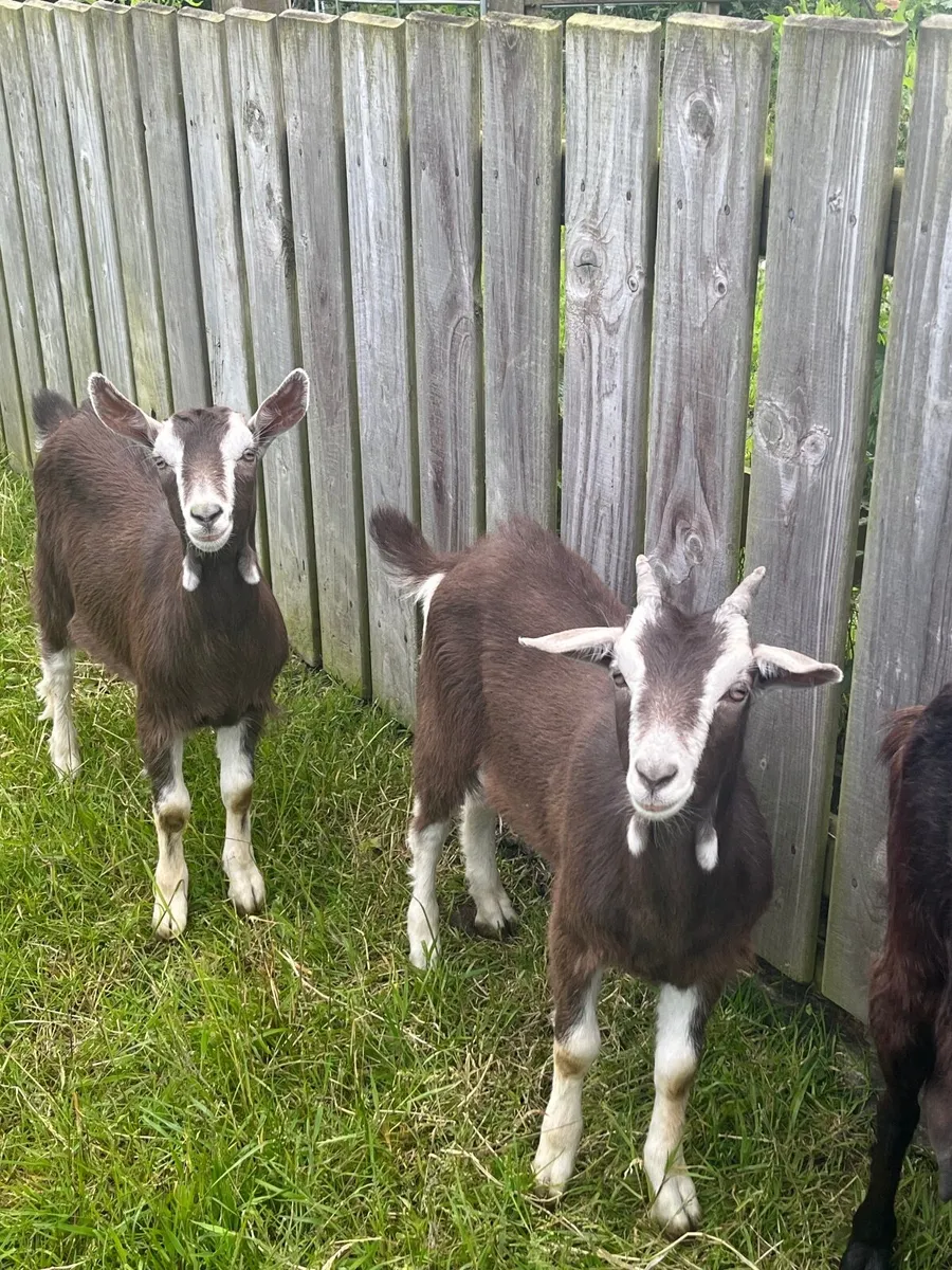 NICE WETHERED CASTRATED MALE KID GOATS WELL MARKED - Image 3