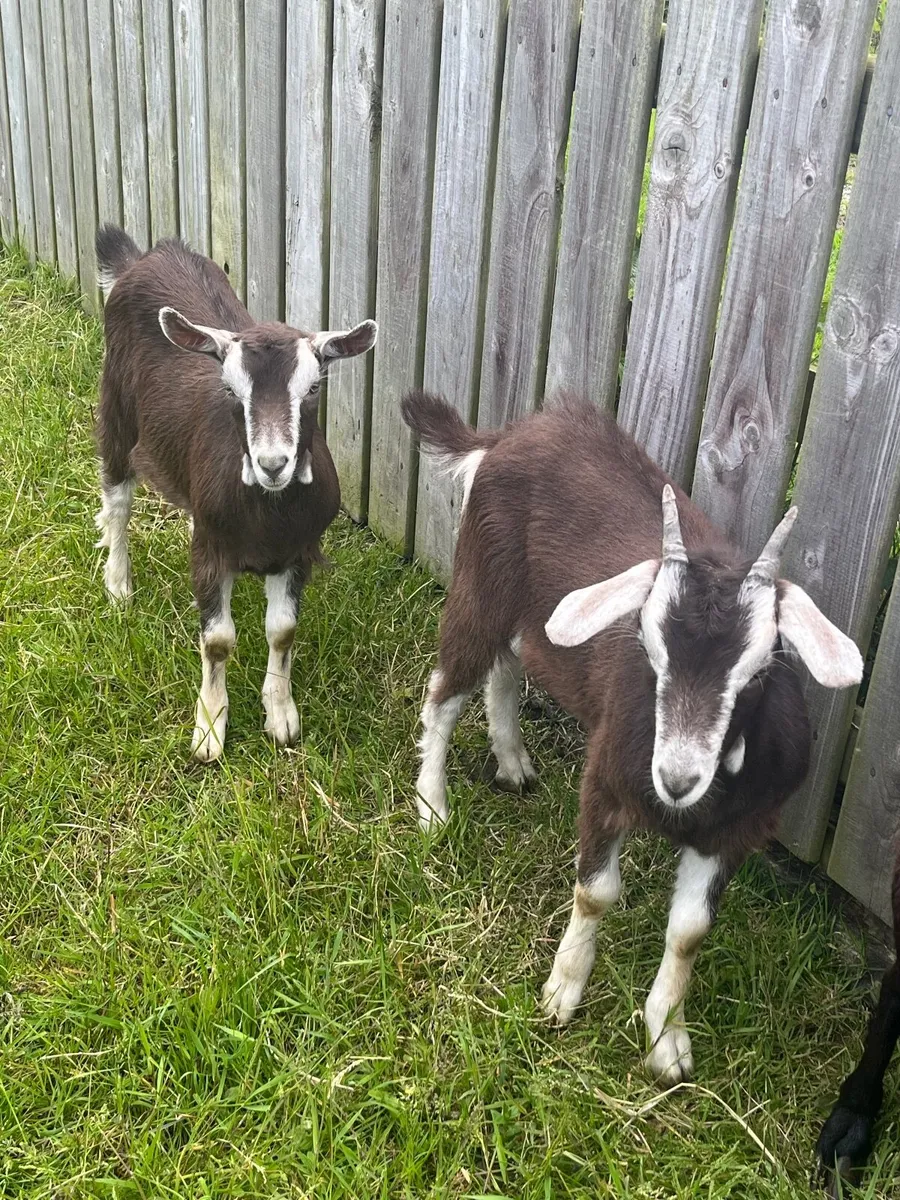 NICE WETHERED CASTRATED MALE KID GOATS WELL MARKED - Image 4