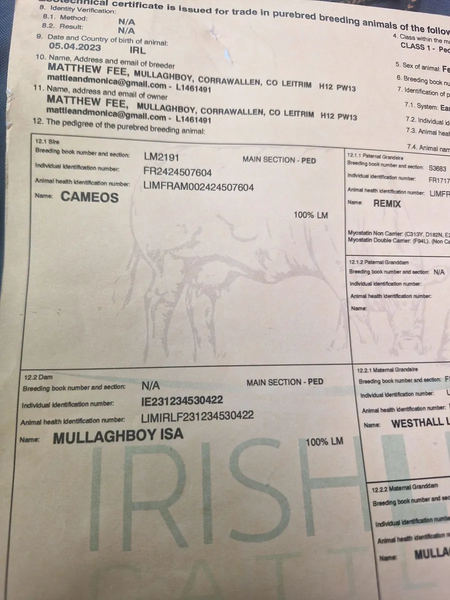 Super quality pedigree limousin heifer - Image 2