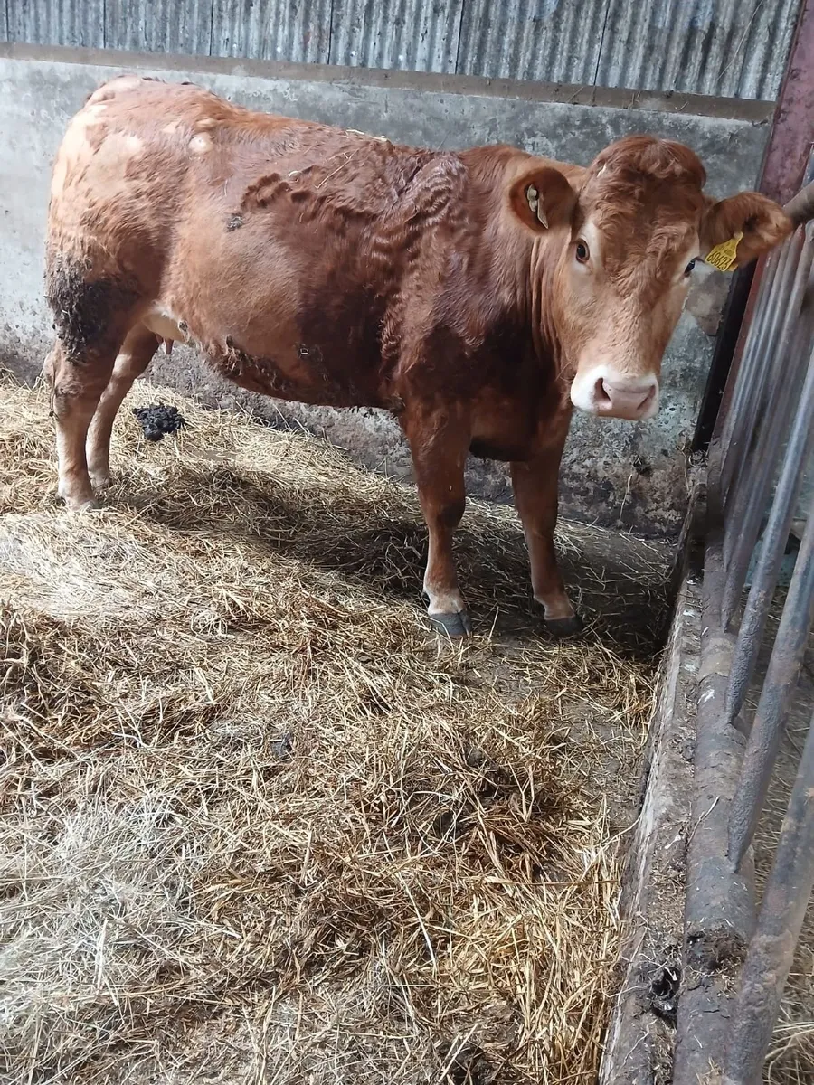 Super quality pedigree limousin heifer - Image 1