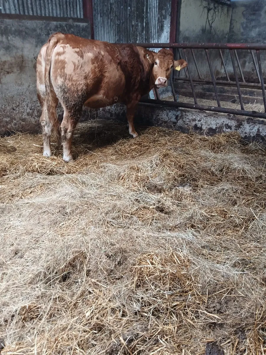 Super quality pedigree limousin heifer - Image 4