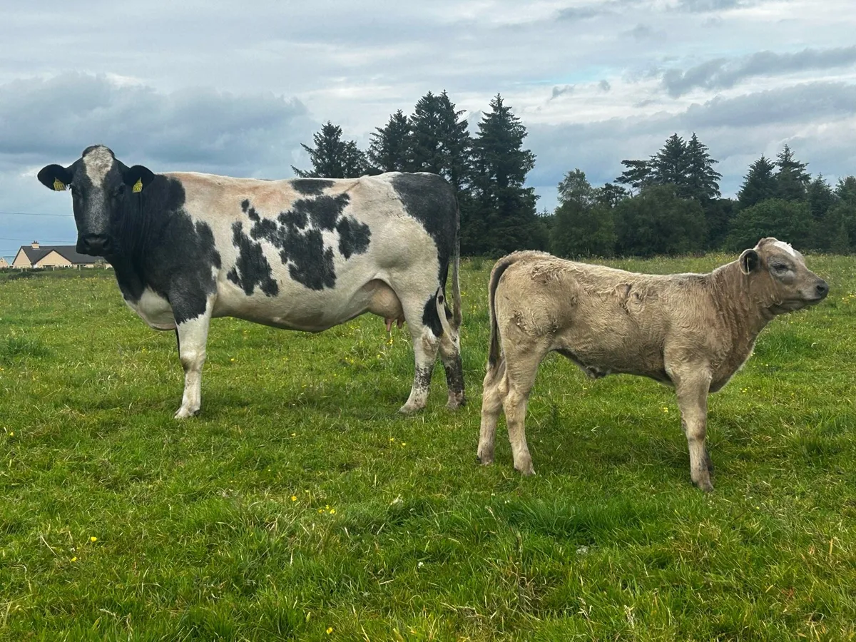 5 Star Genotyped Blue Cow & 4 Star Heifer Calf - Image 1