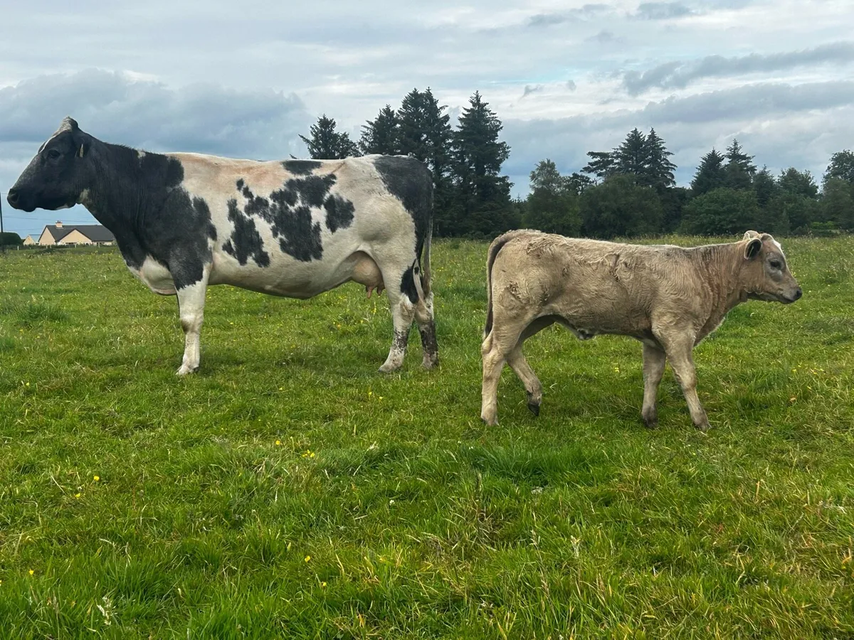 5 Star Genotyped Blue Cow & 4 Star Heifer Calf - Image 3