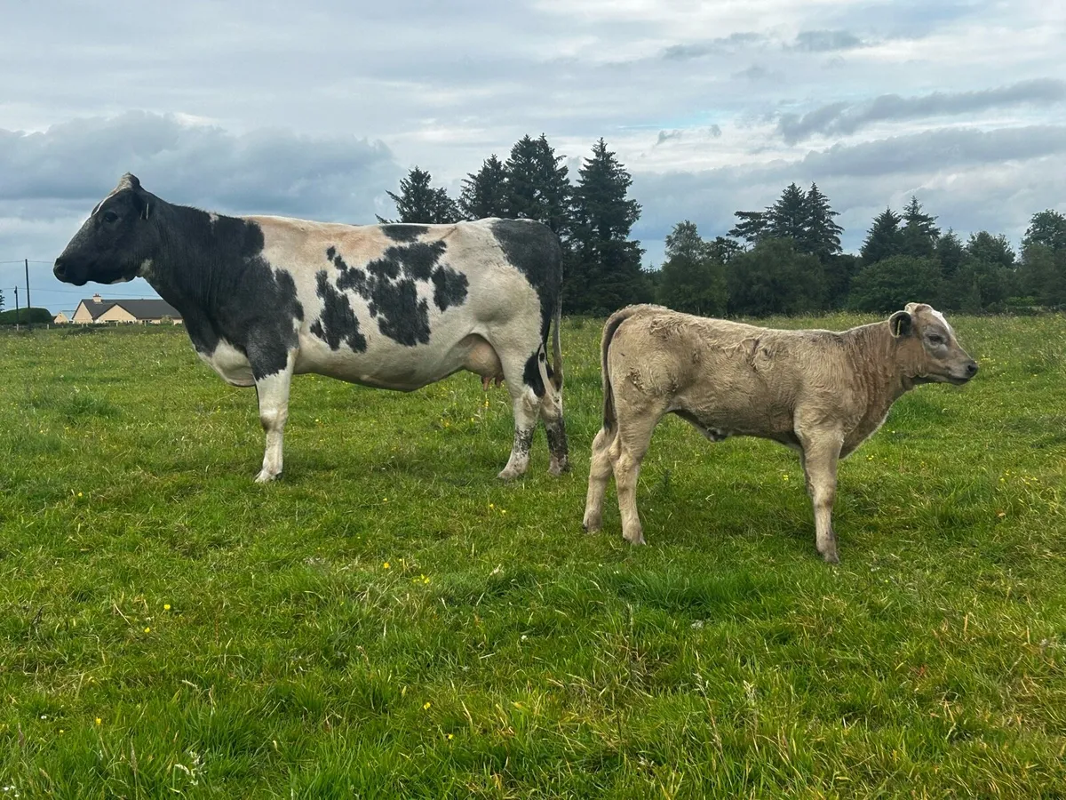 5 Star Genotyped Blue Cow & 4 Star Heifer Calf - Image 4