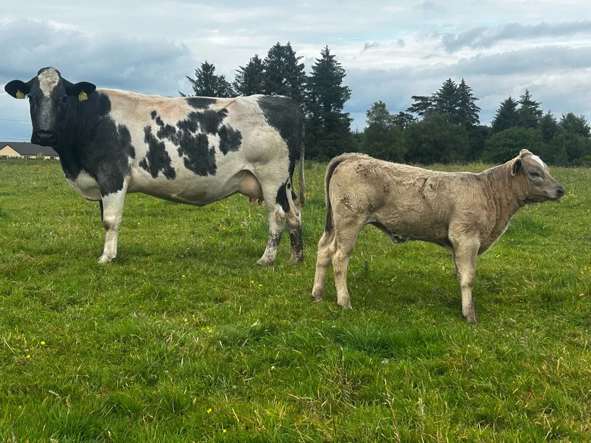 5 Star Genotyped Blue Cow & 4 Star Heifer Calf - Image 2