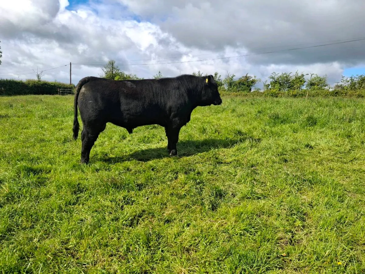 Peg AA bull - Image 1