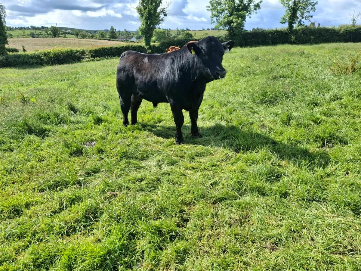 Peg AA bull - Image 2