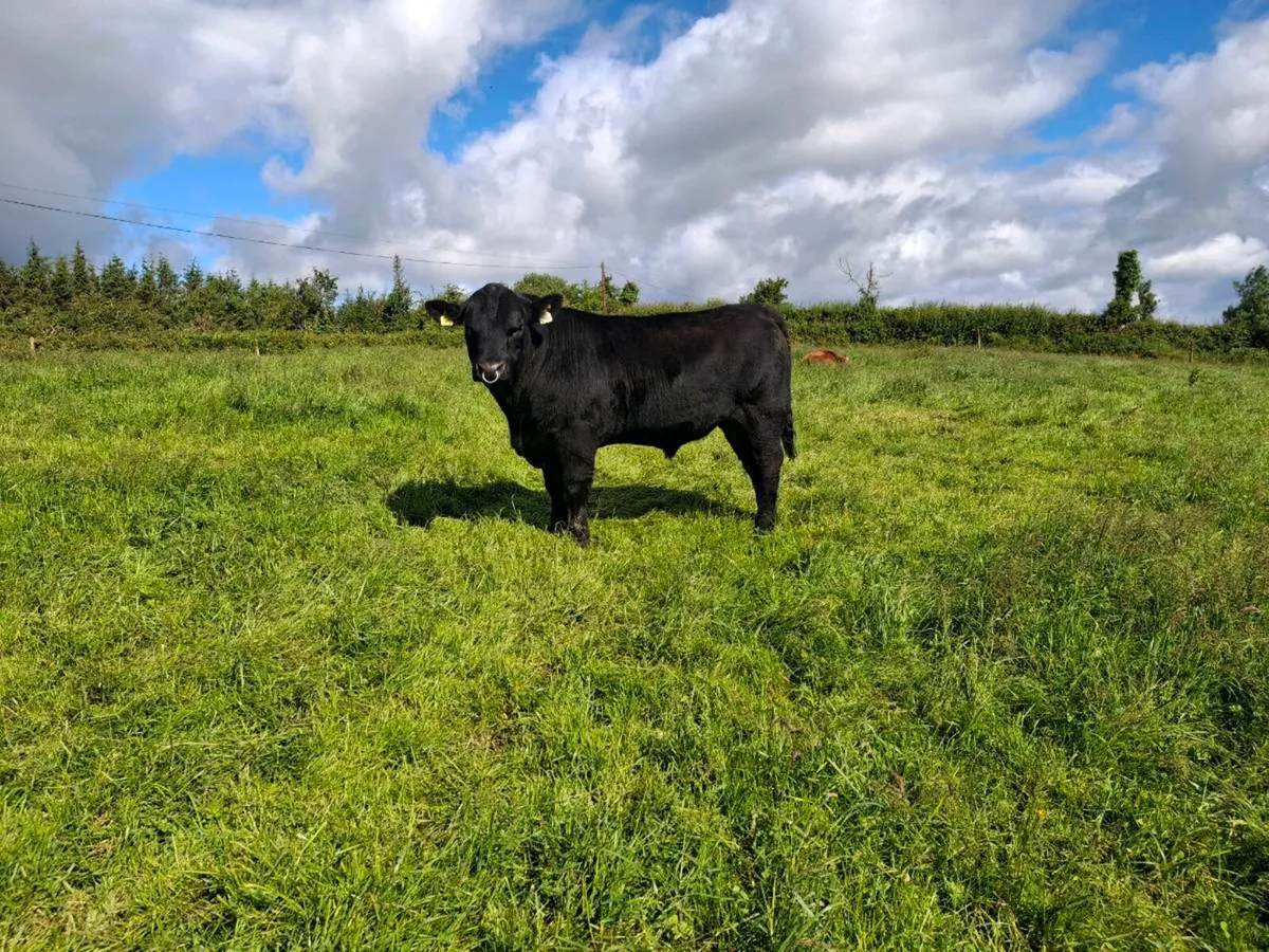 Peg AA bull - Image 3