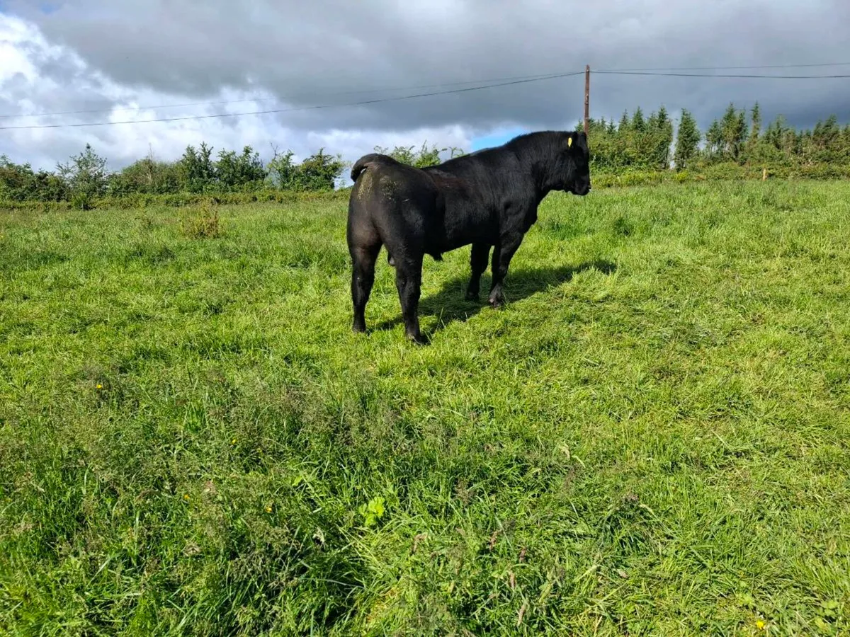 Peg AA bull - Image 4
