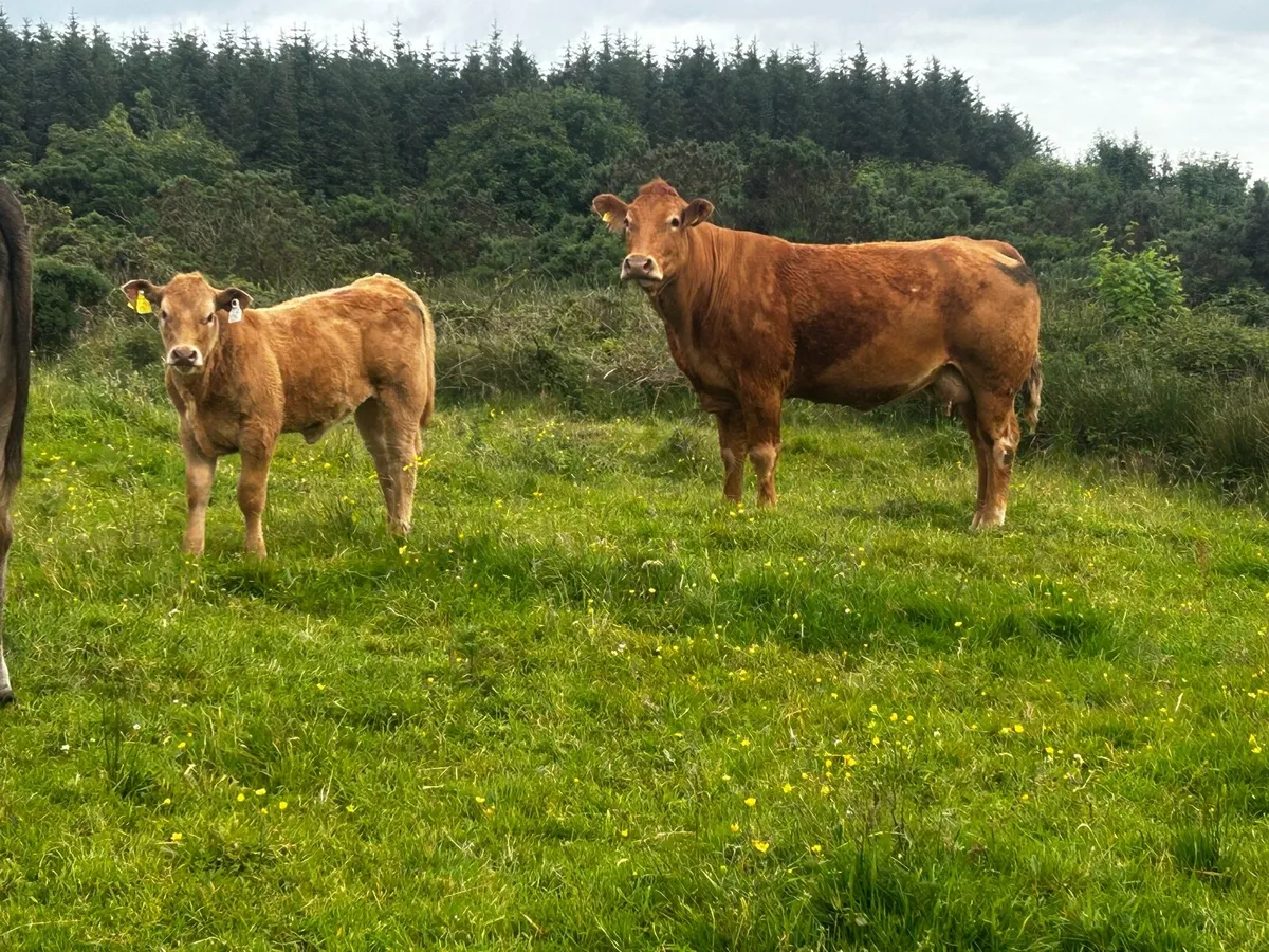 Pedigree Limousin Cow & Charolais Heifer Calf - Image 2