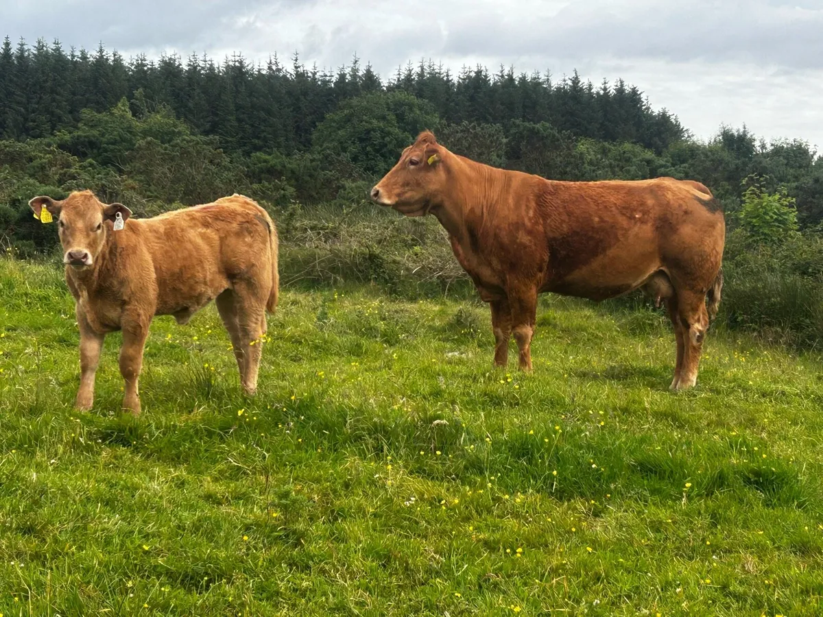 Pedigree Limousin Cow & Charolais Heifer Calf - Image 1