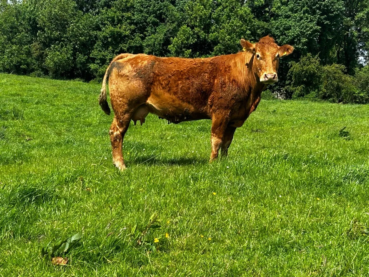 Pedigree Limousin Cow & Charolais Heifer Calf - Image 4