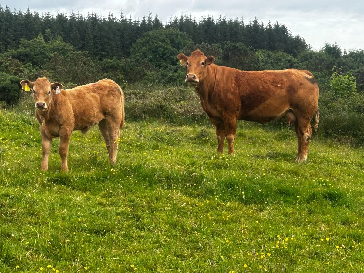 Pedigree Limousin Cow & Charolais Heifer Calf - Image 3