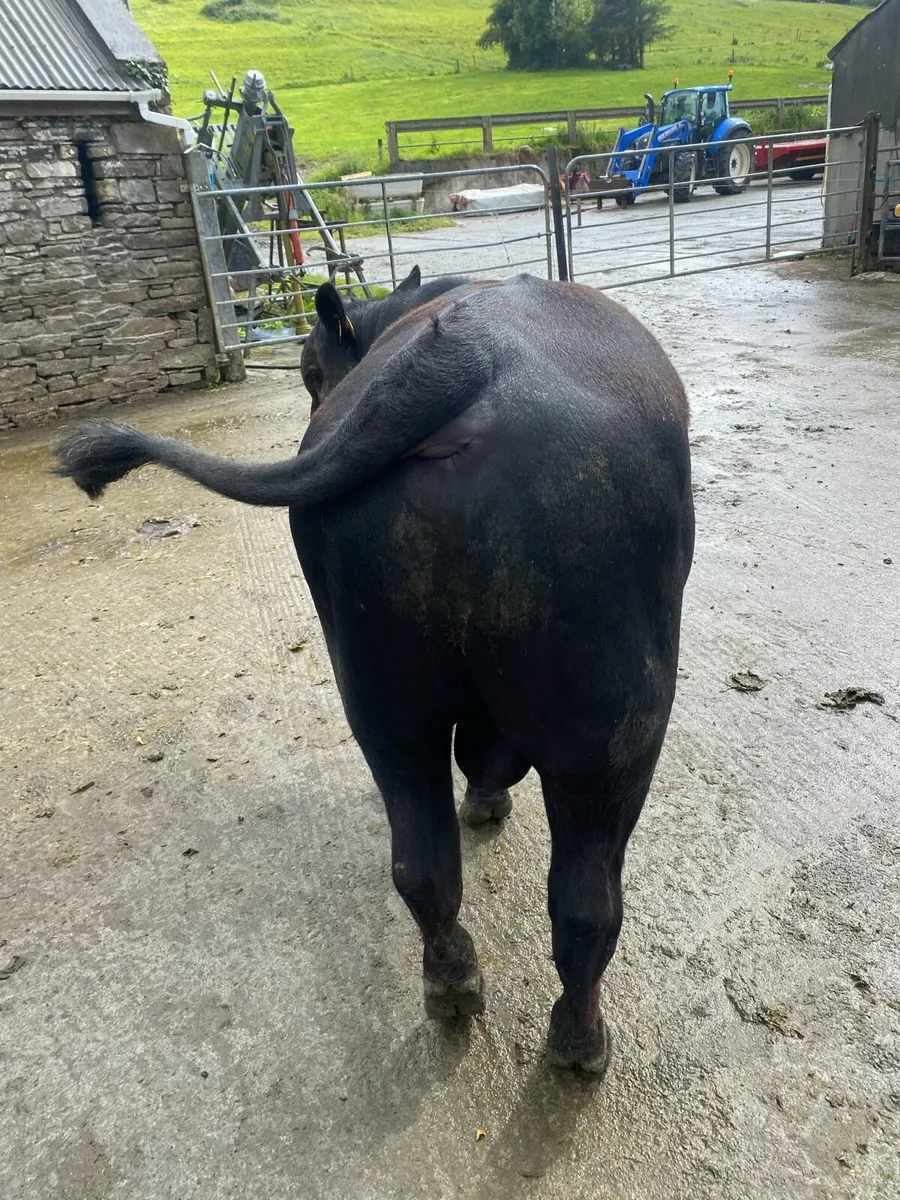 Angus Bull - Image 2