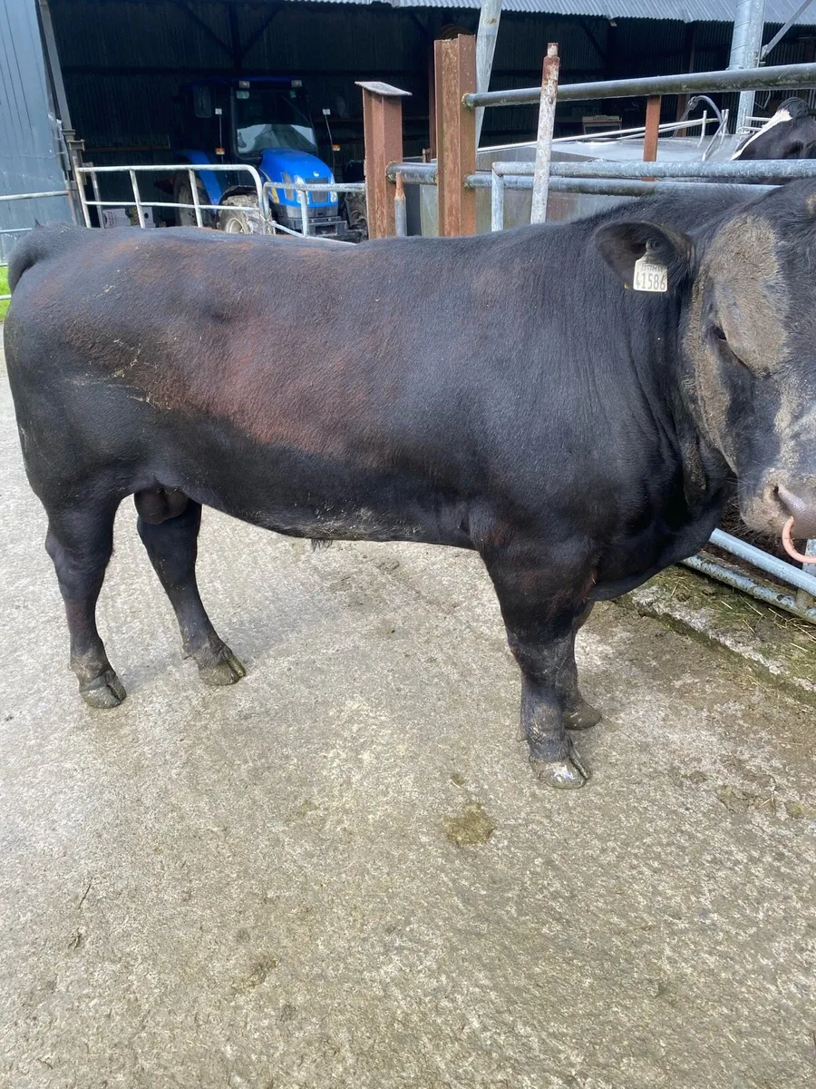 Angus Bull - Image 1
