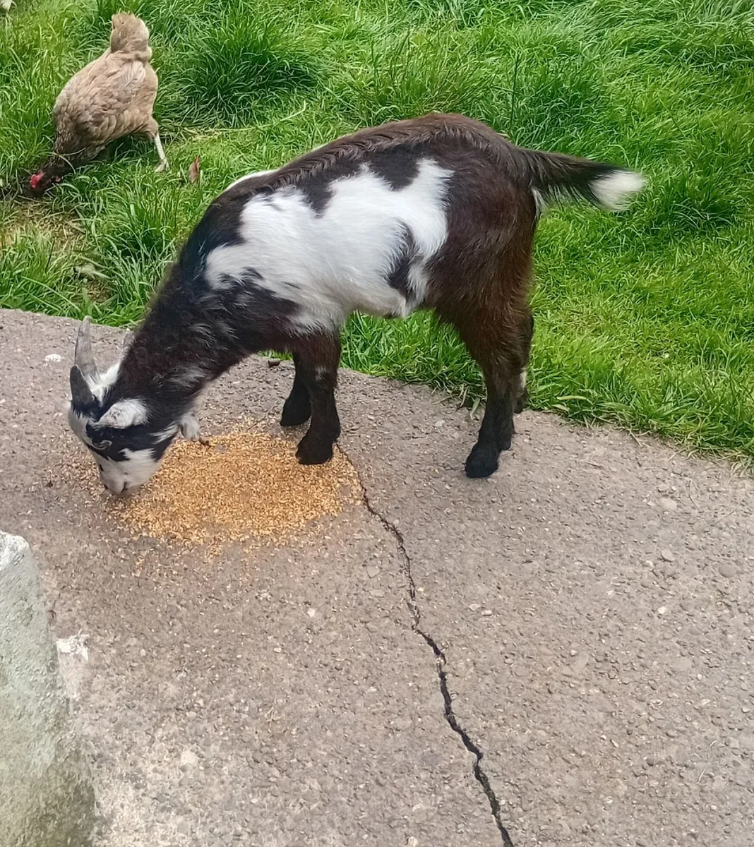 Pygmy  Goats and poultry - Image 2