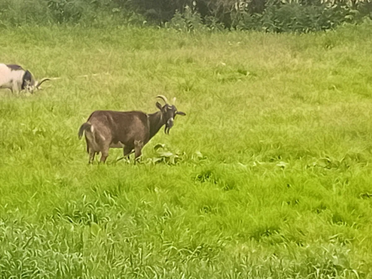 Pygmy  Goats and poultry - Image 3