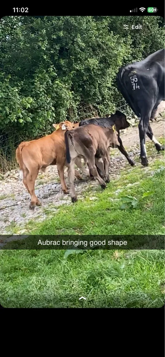 Aubrac calves