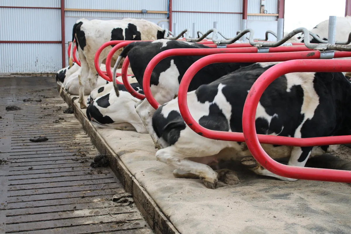 Teemore Engineering  Cow Cubicles - Image 2