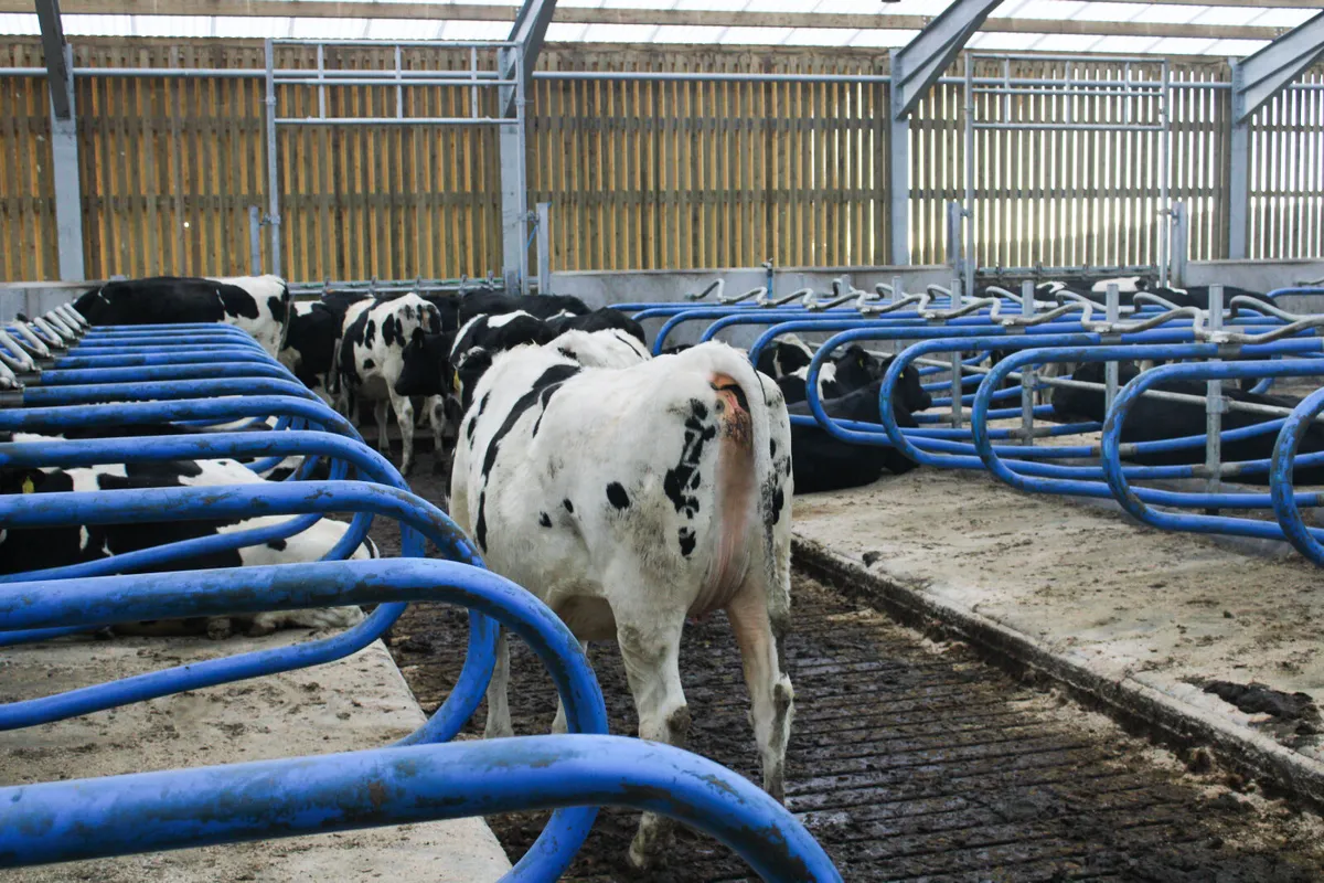 Teemore Engineering  Cow Cubicles - Image 3