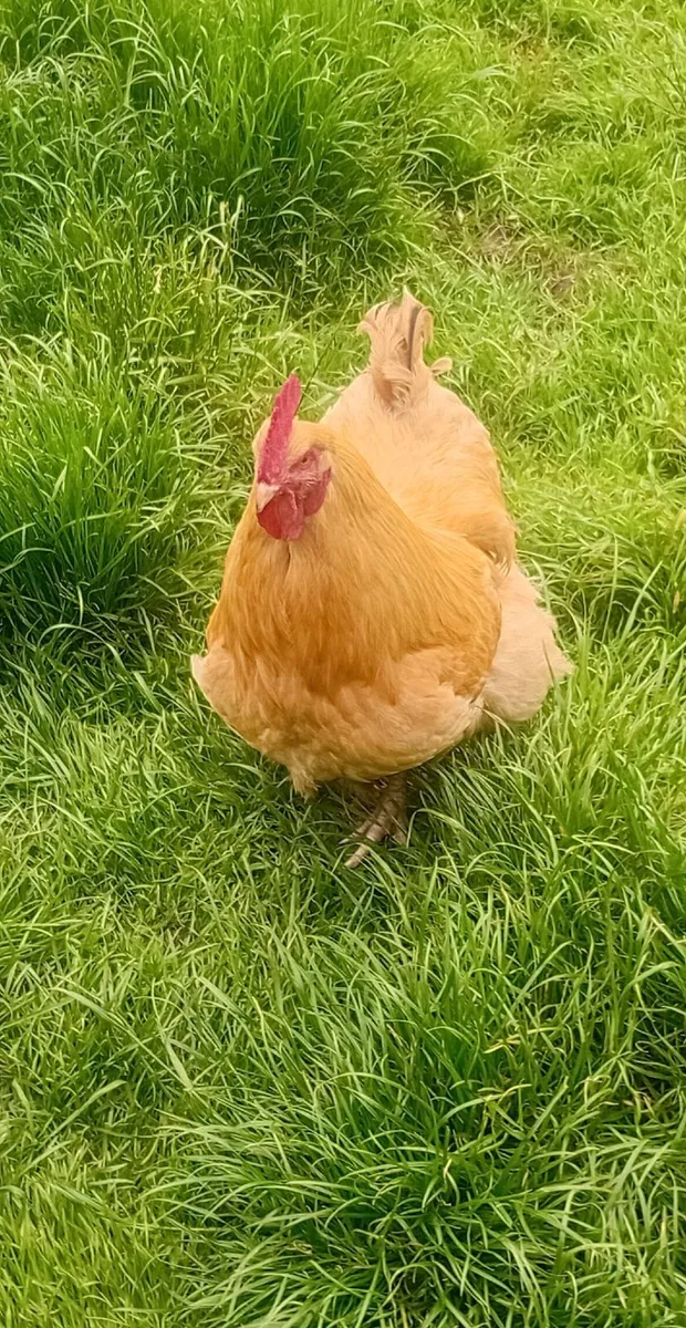 Rooster