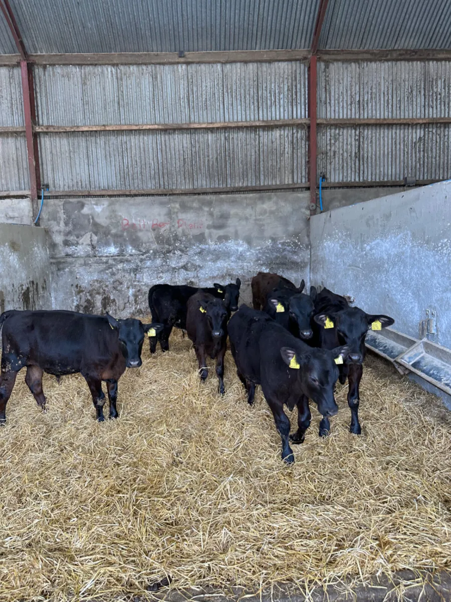 Angus bulls - Image 1