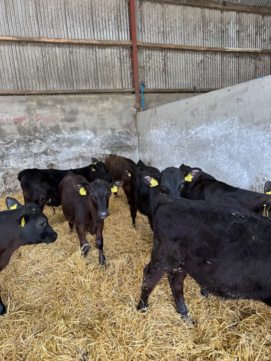 Angus bulls - Image 3