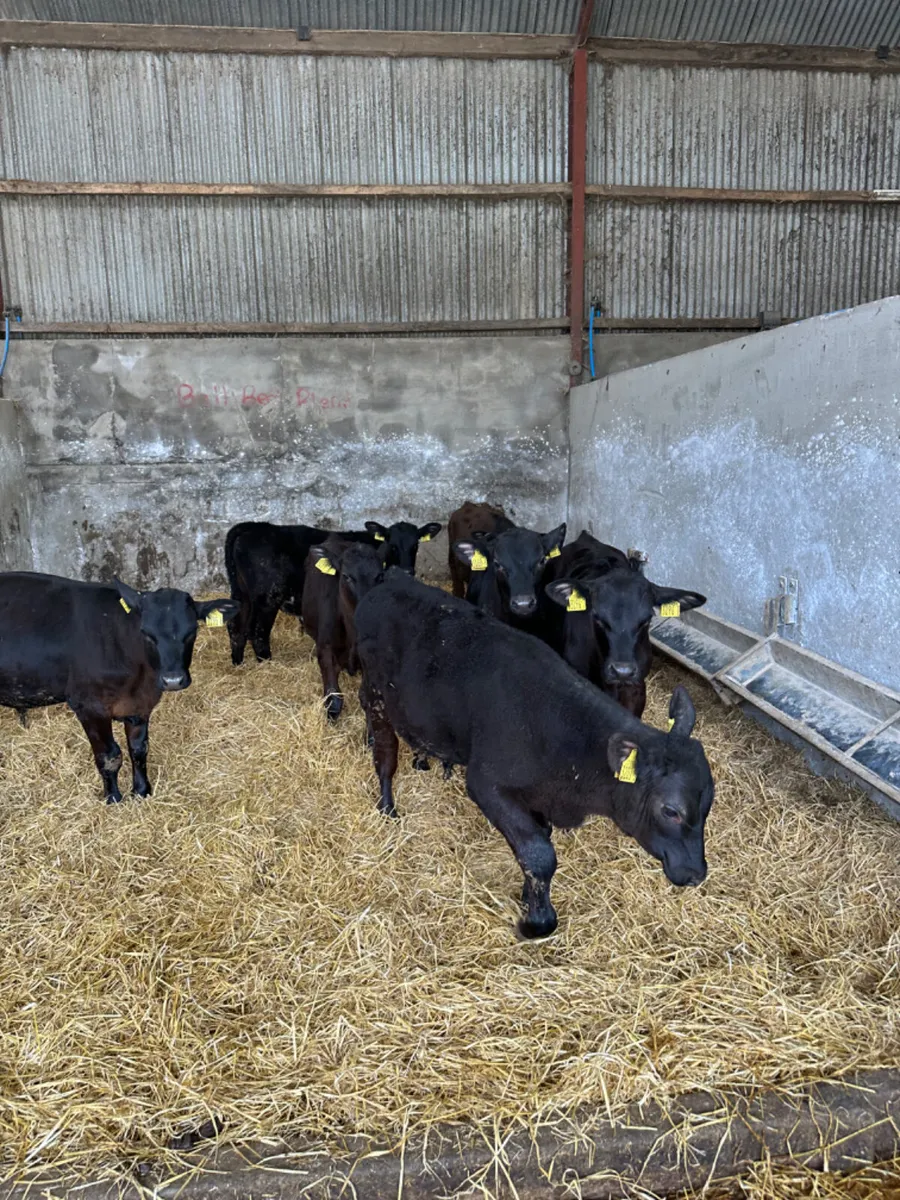 Angus bulls - Image 2