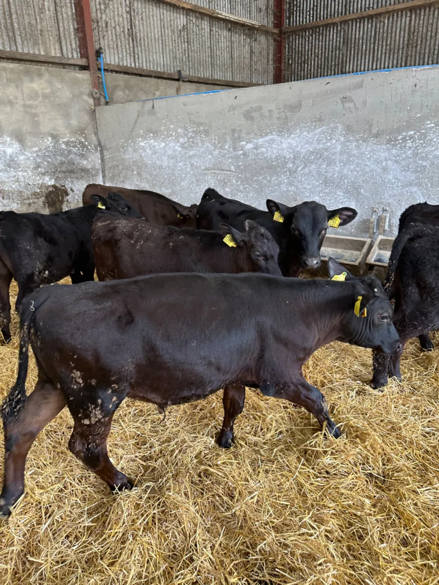 Angus bulls - Image 4