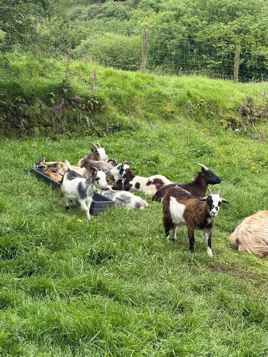 Pygmy Goat Herd Dispersal - Image 2