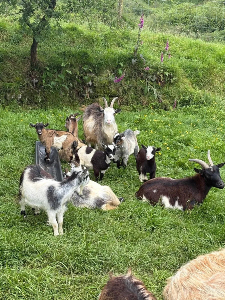 Pygmy Goat Herd Dispersal - Image 3