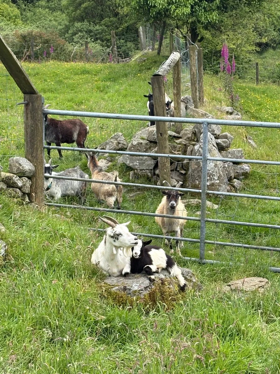 Pygmy Goat Herd Dispersal - Image 1
