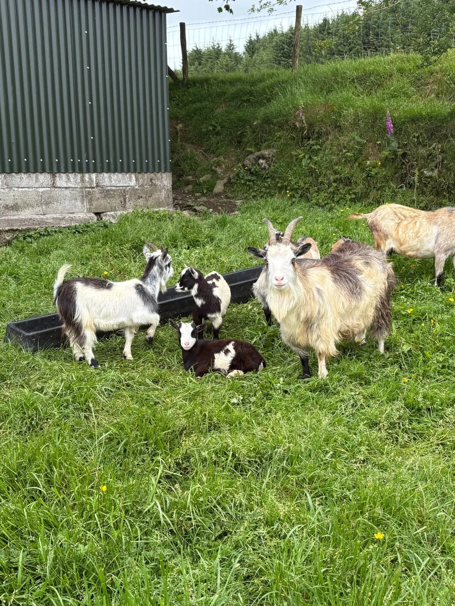 Pygmy Goat Herd Dispersal - Image 4