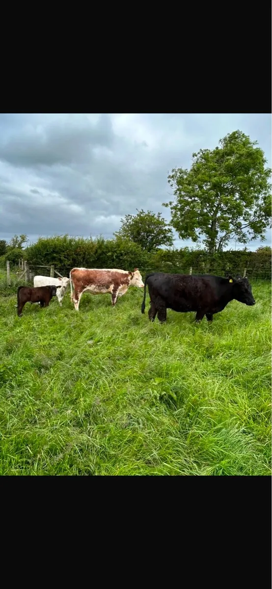 Cows - Image 2