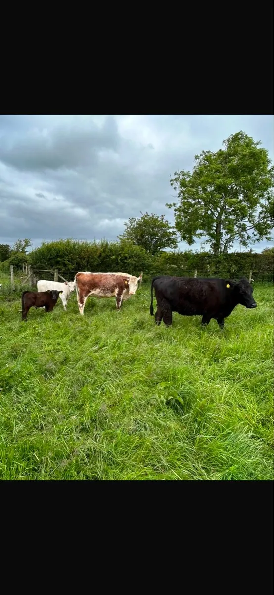 Cows - Image 3