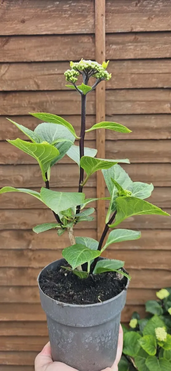 Hydrangea plant - Image 1