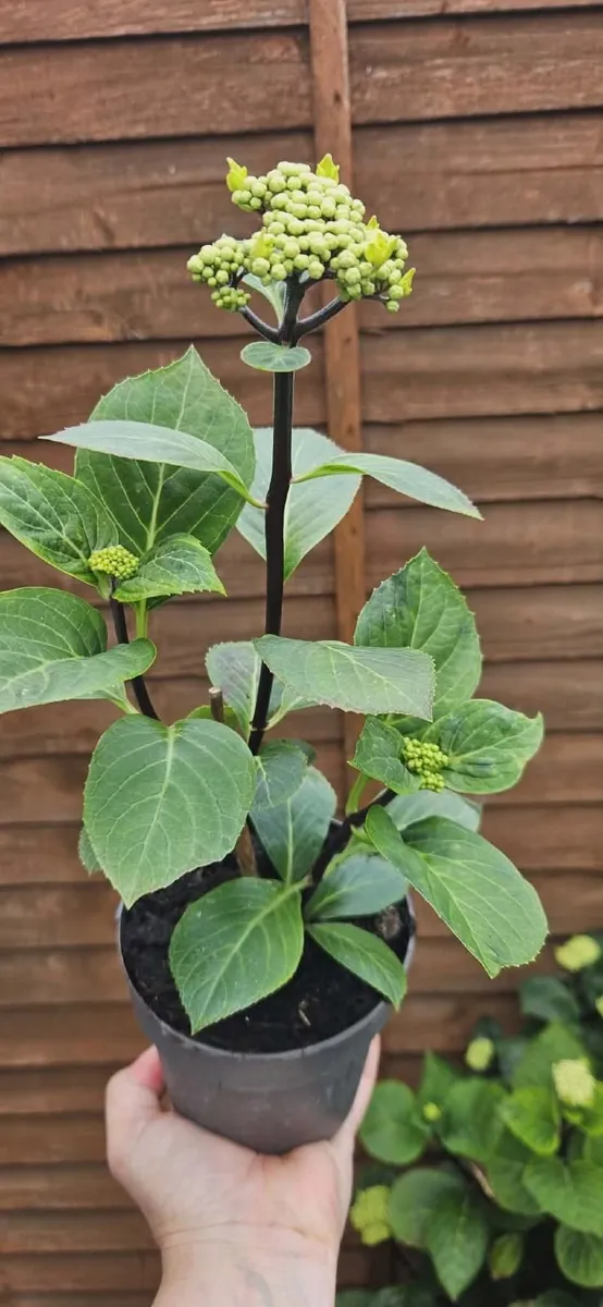 Hydrangea plant - Image 2